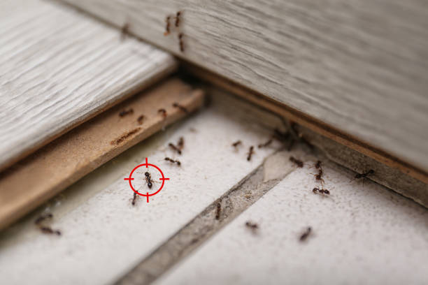 Professional Pest Control in Little Round Lake, WI